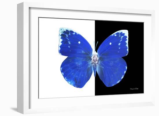 Miss Butterfly Catopsilia - X-Ray B&W Edition-Philippe Hugonnard-Framed Photographic Print