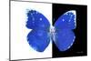Miss Butterfly Catopsilia - X-Ray B&W Edition-Philippe Hugonnard-Mounted Photographic Print