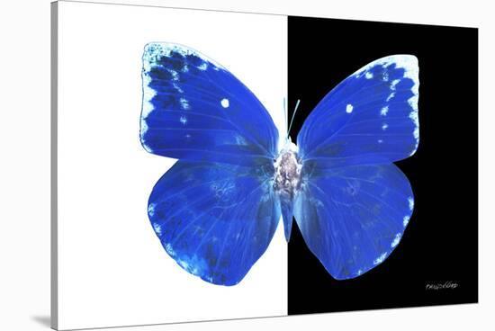 Miss Butterfly Catopsilia - X-Ray B&W Edition-Philippe Hugonnard-Stretched Canvas