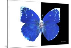 Miss Butterfly Catopsilia - X-Ray B&W Edition-Philippe Hugonnard-Stretched Canvas