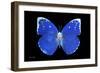 Miss Butterfly Catopsilia - X-Ray Black Edition-Philippe Hugonnard-Framed Photographic Print