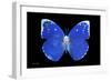 Miss Butterfly Catopsilia - X-Ray Black Edition-Philippe Hugonnard-Framed Photographic Print