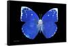 Miss Butterfly Catopsilia - X-Ray Black Edition-Philippe Hugonnard-Framed Stretched Canvas