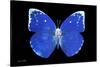 Miss Butterfly Catopsilia - X-Ray Black Edition-Philippe Hugonnard-Stretched Canvas