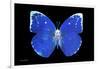 Miss Butterfly Catopsilia - X-Ray Black Edition-Philippe Hugonnard-Framed Photographic Print