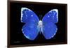 Miss Butterfly Catopsilia - X-Ray Black Edition-Philippe Hugonnard-Framed Photographic Print