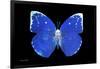 Miss Butterfly Catopsilia - X-Ray Black Edition-Philippe Hugonnard-Framed Photographic Print