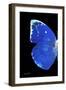 Miss Butterfly Catopsilia - X-Ray Left Black Edition-Philippe Hugonnard-Framed Photographic Print