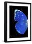 Miss Butterfly Catopsilia - X-Ray Left Black Edition-Philippe Hugonnard-Framed Photographic Print