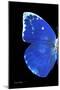 Miss Butterfly Catopsilia - X-Ray Left Black Edition-Philippe Hugonnard-Mounted Photographic Print