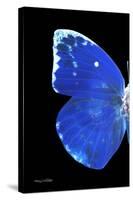 Miss Butterfly Catopsilia - X-Ray Left Black Edition-Philippe Hugonnard-Stretched Canvas