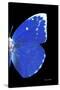 Miss Butterfly Catopsilia - X-Ray Right Black Edition-Philippe Hugonnard-Stretched Canvas