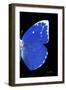 Miss Butterfly Catopsilia - X-Ray Right Black Edition-Philippe Hugonnard-Framed Photographic Print