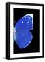 Miss Butterfly Catopsilia - X-Ray Right Black Edition-Philippe Hugonnard-Framed Photographic Print