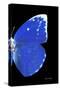 Miss Butterfly Catopsilia - X-Ray Right Black Edition-Philippe Hugonnard-Stretched Canvas