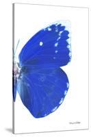Miss Butterfly Catopsilia - X-Ray Right White Edition-Philippe Hugonnard-Stretched Canvas