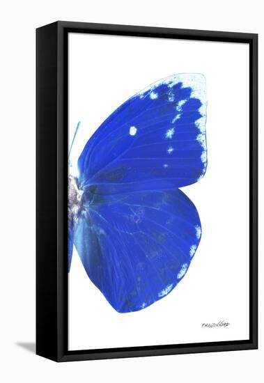 Miss Butterfly Catopsilia - X-Ray Right White Edition-Philippe Hugonnard-Framed Stretched Canvas