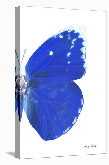 Miss Butterfly Catopsilia - X-Ray Right White Edition-Philippe Hugonnard-Stretched Canvas