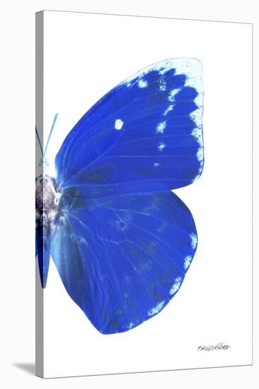 Miss Butterfly Catopsilia - X-Ray Right White Edition-Philippe Hugonnard-Stretched Canvas