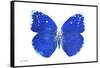 Miss Butterfly Catopsilia - X-Ray White Edition-Philippe Hugonnard-Framed Stretched Canvas