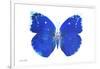 Miss Butterfly Catopsilia - X-Ray White Edition-Philippe Hugonnard-Framed Photographic Print