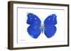 Miss Butterfly Catopsilia - X-Ray White Edition-Philippe Hugonnard-Framed Photographic Print