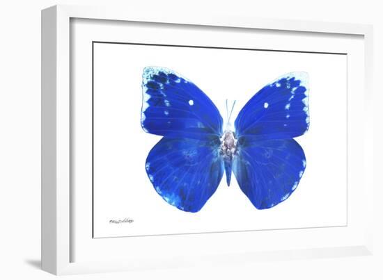 Miss Butterfly Catopsilia - X-Ray White Edition-Philippe Hugonnard-Framed Photographic Print