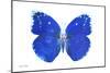 Miss Butterfly Catopsilia - X-Ray White Edition-Philippe Hugonnard-Mounted Photographic Print