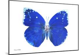 Miss Butterfly Catopsilia - X-Ray White Edition-Philippe Hugonnard-Mounted Photographic Print