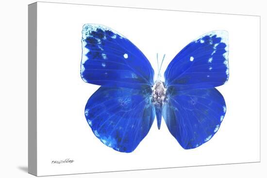 Miss Butterfly Catopsilia - X-Ray White Edition-Philippe Hugonnard-Stretched Canvas