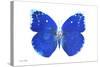 Miss Butterfly Catopsilia - X-Ray White Edition-Philippe Hugonnard-Stretched Canvas