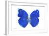 Miss Butterfly Catopsilia - X-Ray White Edition-Philippe Hugonnard-Framed Photographic Print