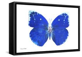 Miss Butterfly Catopsilia - X-Ray White Edition-Philippe Hugonnard-Framed Stretched Canvas