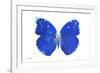 Miss Butterfly Catopsilia - X-Ray White Edition-Philippe Hugonnard-Framed Photographic Print