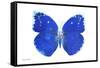 Miss Butterfly Catopsilia - X-Ray White Edition-Philippe Hugonnard-Framed Stretched Canvas