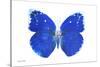 Miss Butterfly Catopsilia - X-Ray White Edition-Philippe Hugonnard-Stretched Canvas