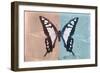 Miss Butterfly Cloanthus - Coral & Turquoise-Philippe Hugonnard-Framed Photographic Print