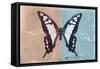 Miss Butterfly Cloanthus - Coral & Turquoise-Philippe Hugonnard-Framed Stretched Canvas