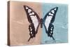 Miss Butterfly Cloanthus - Coral & Turquoise-Philippe Hugonnard-Stretched Canvas
