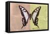 Miss Butterfly Cloanthus - Coral & Yellow-Philippe Hugonnard-Framed Stretched Canvas