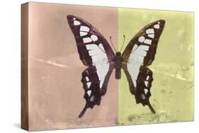 Miss Butterfly Cloanthus - Coral & Yellow-Philippe Hugonnard-Stretched Canvas