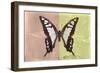 Miss Butterfly Cloanthus - Coral & Yellow-Philippe Hugonnard-Framed Photographic Print