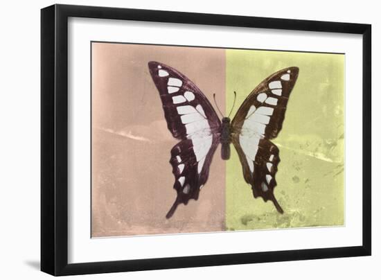 Miss Butterfly Cloanthus - Coral & Yellow-Philippe Hugonnard-Framed Photographic Print