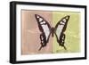 Miss Butterfly Cloanthus - Coral & Yellow-Philippe Hugonnard-Framed Photographic Print