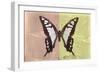 Miss Butterfly Cloanthus - Coral & Yellow-Philippe Hugonnard-Framed Photographic Print