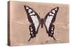 Miss Butterfly Cloanthus - Coral-Philippe Hugonnard-Stretched Canvas