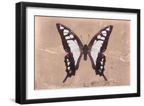 Miss Butterfly Cloanthus - Coral-Philippe Hugonnard-Framed Photographic Print