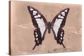 Miss Butterfly Cloanthus - Coral-Philippe Hugonnard-Stretched Canvas