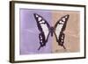 Miss Butterfly Cloanthus - Mauve & Coral-Philippe Hugonnard-Framed Photographic Print