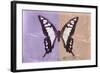 Miss Butterfly Cloanthus - Mauve & Coral-Philippe Hugonnard-Framed Photographic Print